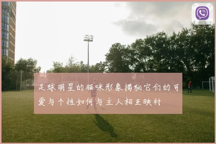 足球明星的猫咪形象揭秘它们的可爱与个性如何与主人相互映衬
